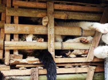 Os gatos seriam consumidos em restaurantes do Vietinã