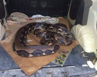 O animal foi levado para um local apropriado