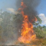 UBAITABA: INCÊNDIO ATINGE FAZENDAS DE CACAU NA REGIÃO DE CACHOEIRA BONITA