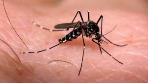 Governo busca eliminar focos do mosquito em prédios públicos