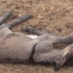 COM 200 JUMENTOS MORTOS POR MAUS-TRATOS, FAZENDA É INTERDITADA