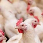 SETE CASOS DE DOENÇAS RESPIRATÓRIAS EM AVES SÃO  INVESTIGADOS NO PAÍS
