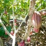 ILHÉUS SERÁ RECONHECIDA COMO  A CAPITAL NACIONAL DO CACAU E  CHOCOLATE