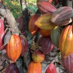 ENTIDADE ANUNCIA MEDIDAS PARA CONTER CRISE NA PRODUÇÃ0 DE CACAU E CITA DENUNCIAS DE CARTEL NA BAHIA