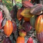 GOVERNO FEDERAL DETERMINA SUSPENSÃO IMEDIATA DE CACAU DA COSTA DO MARFIM