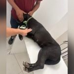 CACHORRO MORRE E OUTRO FICA FERIDO  APÓS SEREM ALVOS DE TIROS DE ESPINGARDA NA BAHIA