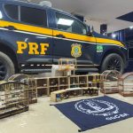 PRF RESGATA 43 AVES SILVESTRES EM ÔNIBUS INTERESTADUAL NA BR-116, EM VITÓRIA DA CONQUISTA