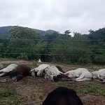 MAIS DE 10 BOIS MORRERAM ELETROCUTADOS APÓS ENC0STAREM EM FIAÇÃO NO INTERIOR DA BAHIA
