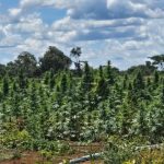 POLÍCIA CIVIL ERRADICA PLANTAÇÃO COM MAIS DE  180 MIL PÉS DE MACONHA NA CHAPADA DIAMANTINA