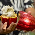 PL DO CACAU INCORPORA PROPOSTAS ARTICULADAS PELA BAHIA E AVANÇA NO CONGRESSO