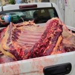 IBICARAÍ: OPERAÇÃO APREENDE  800  QUILOS DE CARNE CLANDESTINA EM FEIRA LIVRE