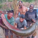 GRUPO PESCA PEIXE GIGANTE DE  80 KG E DOIS METROS DE CUMPRIMENTO EM RIO NA BAHIA