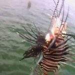 PEIXE-LEÃO: ESPÉCIE INVASORA É ENCONTRADA NA PENÍNSULA DE MARAÚ E ACIONA AUTORIDADES AMBIENTAIS