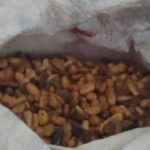 POLÍCIA MILITAR RECUPERA CACAU FURTADO EM ILHÉUS