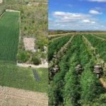 MAIS DE  200 MIL PÉS DE MACONHA SÃO DESTRUÍDOS EM ÁREA RURAL DE CIDADE BAHIANA