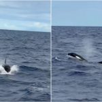 ILHÉUS-BA: ORCAS SURPREENDEM PESCADORES COM ESPETÁCULO DA NATUREZA NO LITORAL