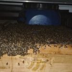 QUINZE PESSOAS FICAM FERIDAS APÓS ATAQUE DE ABELHAS NA BAHIA