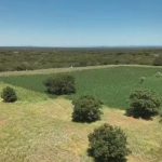 CERCA DE 200 PÉS DE MACONHA SÃO ERRADICADOS NA CHAPADA DIAMANTINA