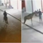 LADRÃO CHEGA A CAVALO, ROUBA LANCHONETE E FOGE MONTADO NA BAHIA